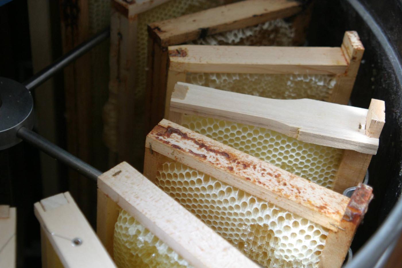 Extraction miel de printemps.