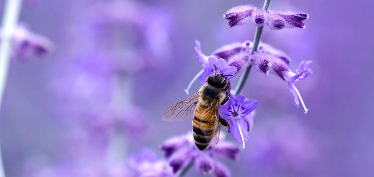 Cire d'Abeille Blanche Naturelle en Gelée de Paraffine Faite à la