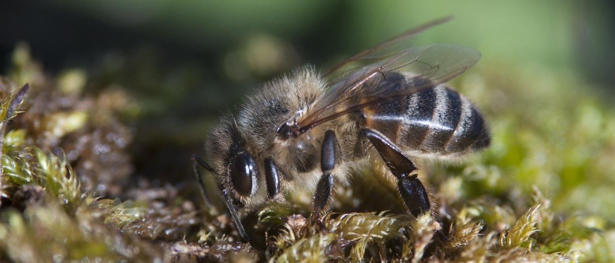 Une abeille boit de l'eau sur de la mousse