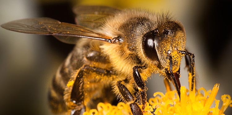 Abeilles à miel