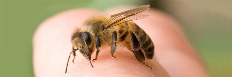 Piqure d'abeille : attention aux allergies