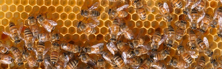 Les ouvrières de la ruche