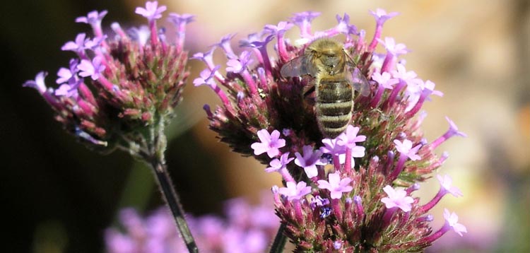 Abeille sur fleur