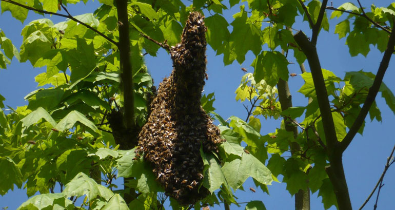 Essaim sauvage dans un arbre