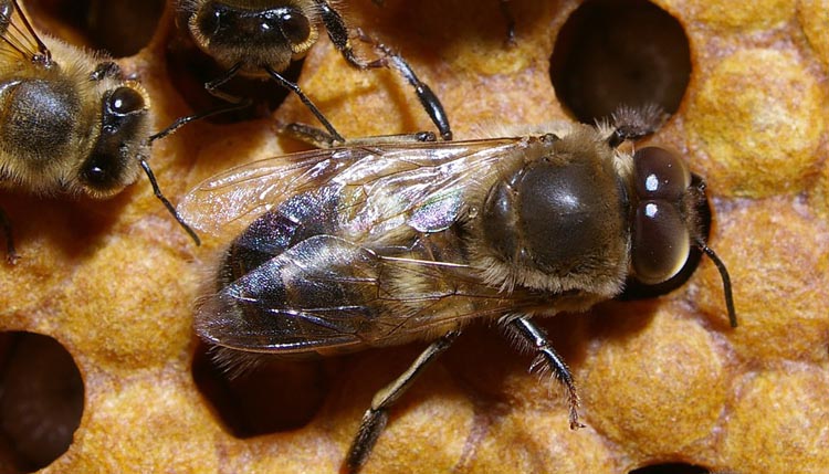Faux bourdon / abeille mâle