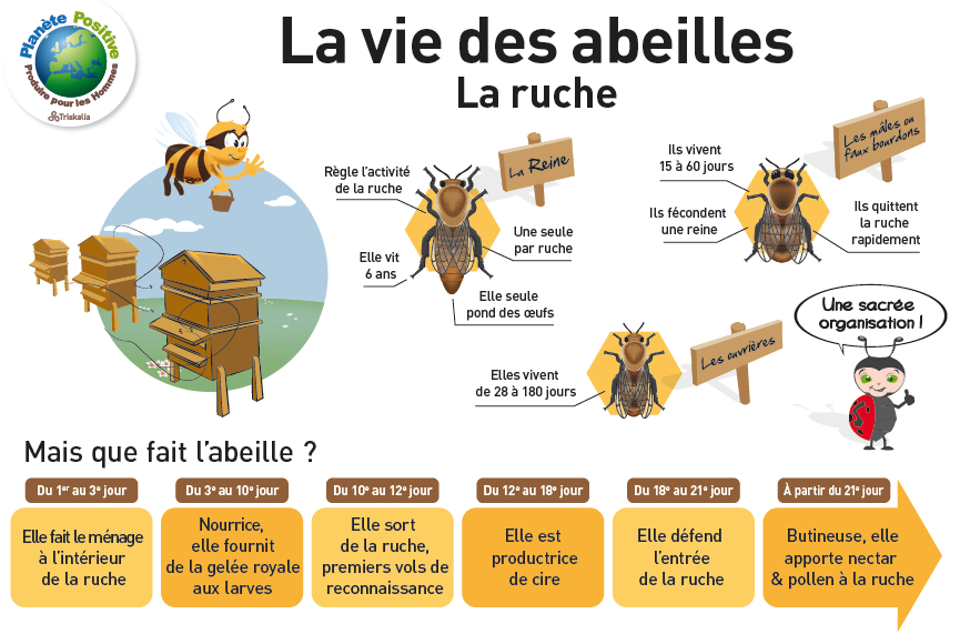 La vie des abeilles