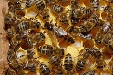Reine et abeilles