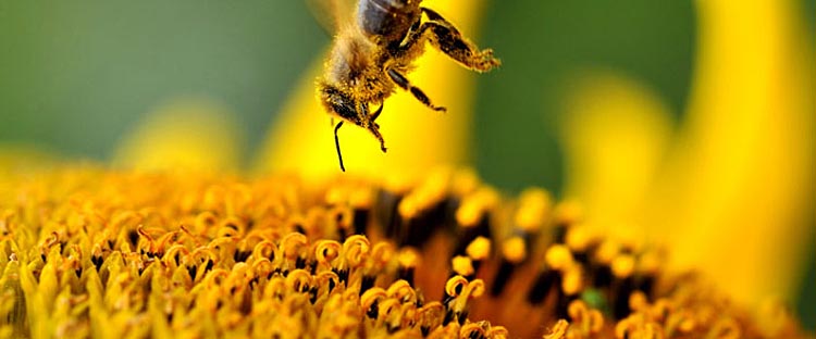 Abeille récoltant du pollen