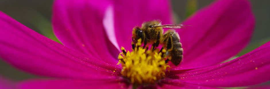 Abeille récolte pollen sur fleur
