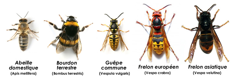 Différence entre abeille, guêpe, bourdon et frelons