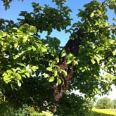 Essaim d'abeilles dans un arbre