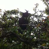 Autre essaim d'abeilles dans un arbre