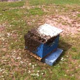 Essaim d'abeilles rentrant dans une ruche de collecte