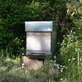 Ruche piège pour essaim d'abeilles