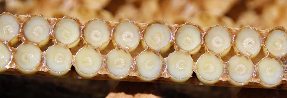 Gelée royale : nourriture des reines