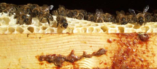 La propolis un matériau brun-rouge produit par les abeilles