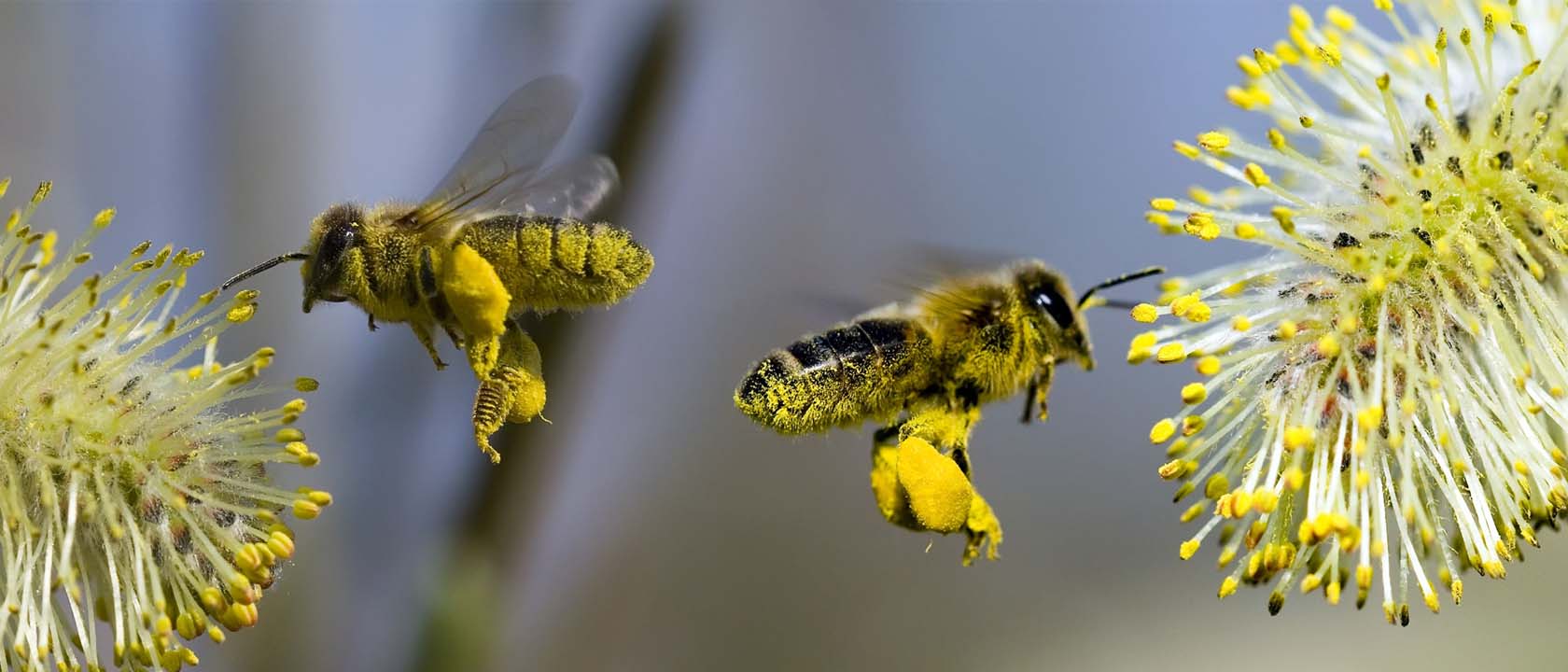 Le pollen... les vitamines de la ruche