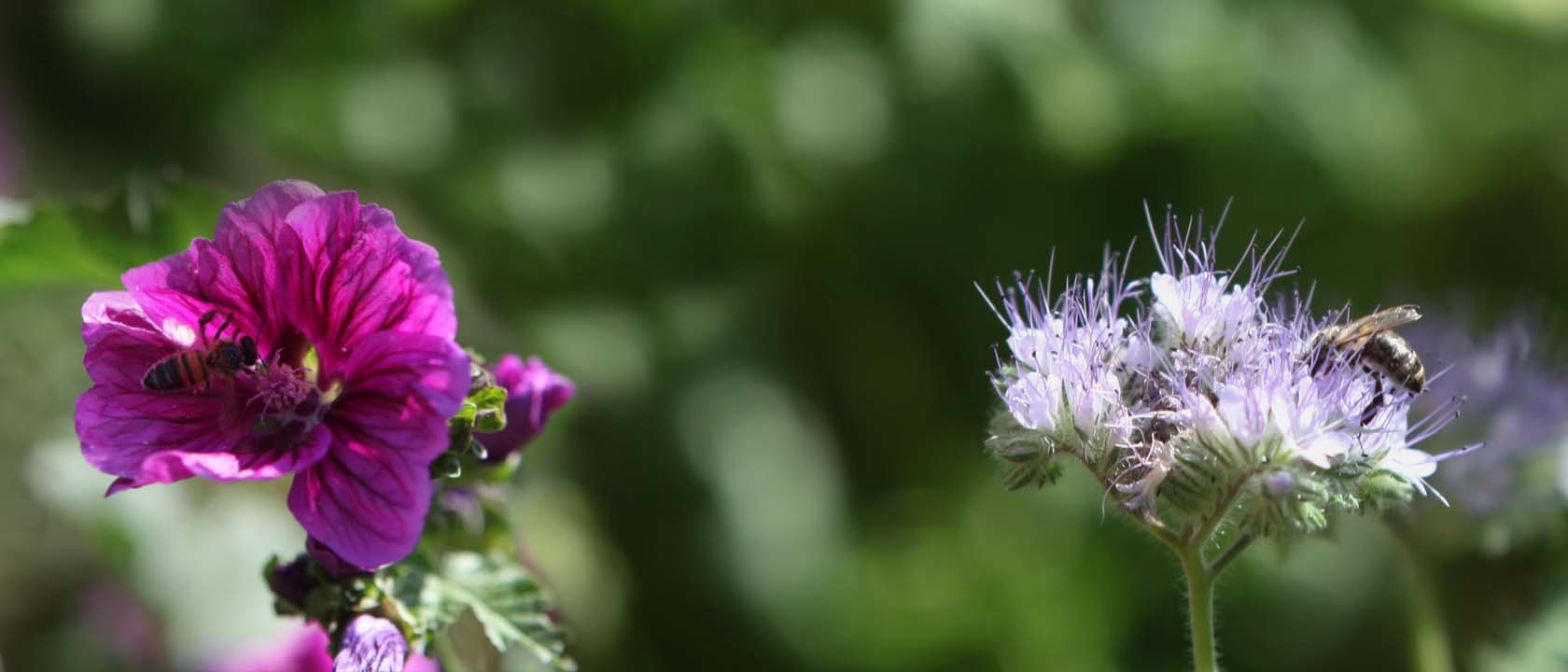 Miel produit en apiculture raisonnée