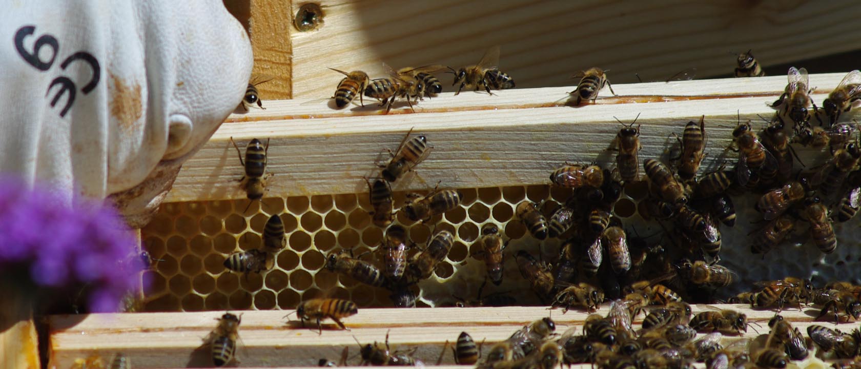 des savons avec du miel, des bougies à la cire d'abeille...