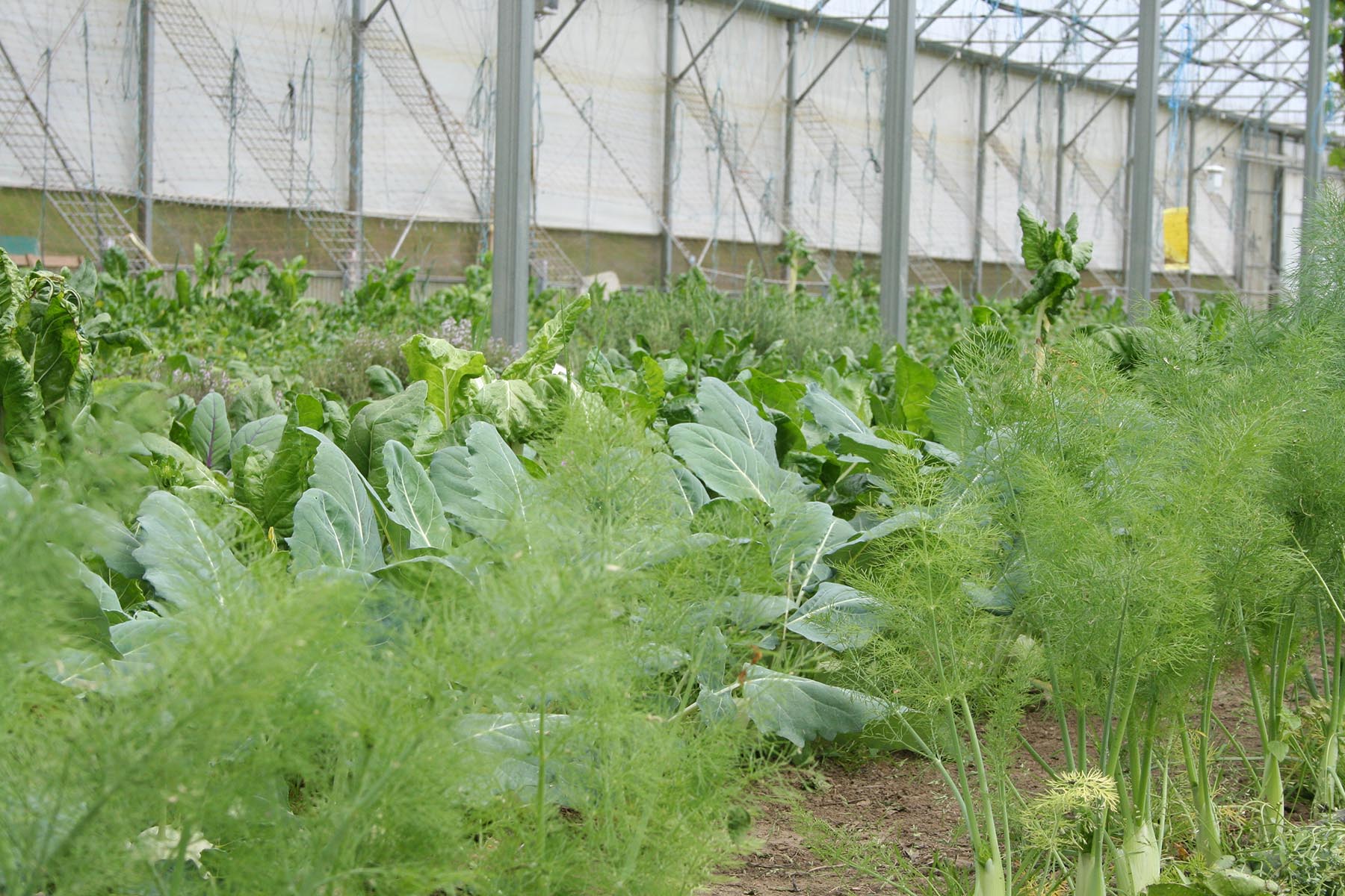 serre de production de légumes