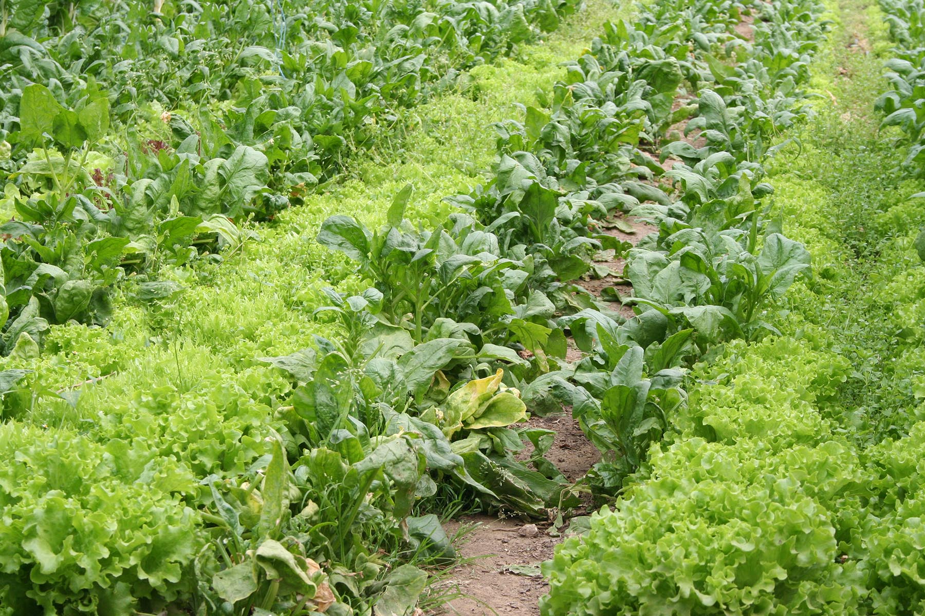 serre de production de légumes