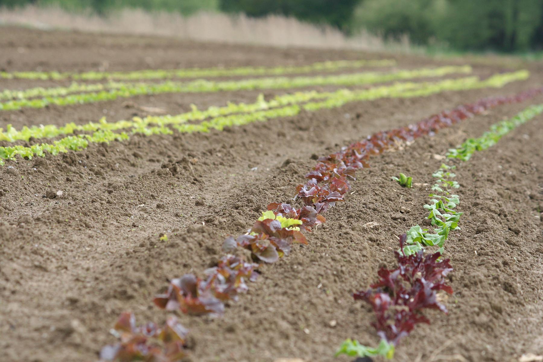 salades pleine terre