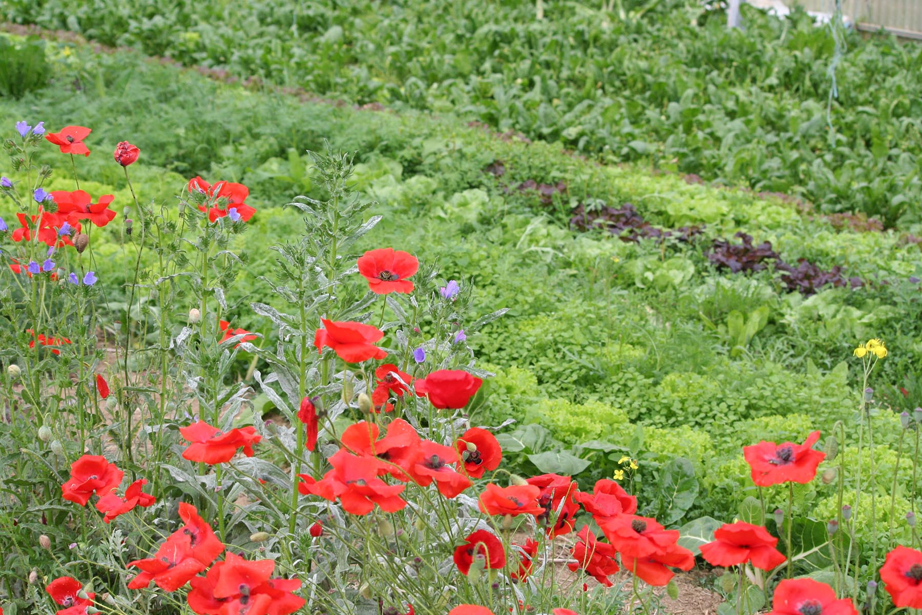 serre de production de légumes