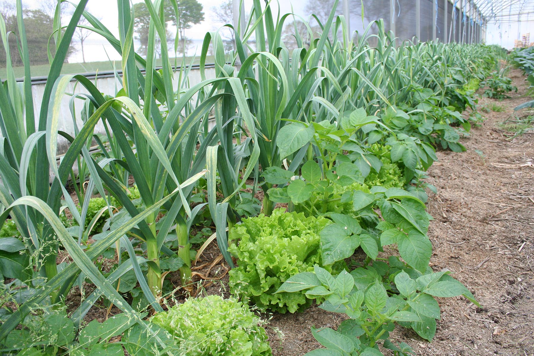 serre de production de légumes
