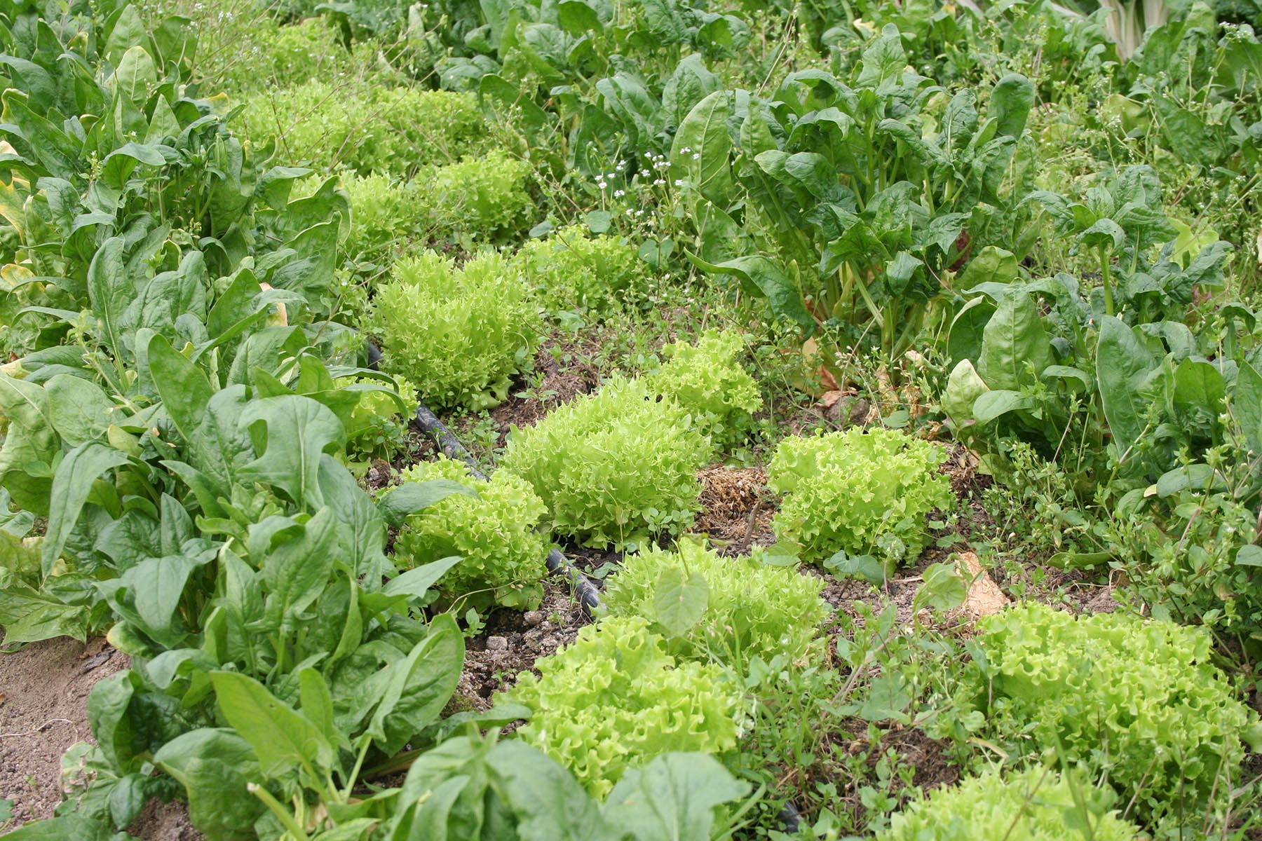 serre de production de légumes