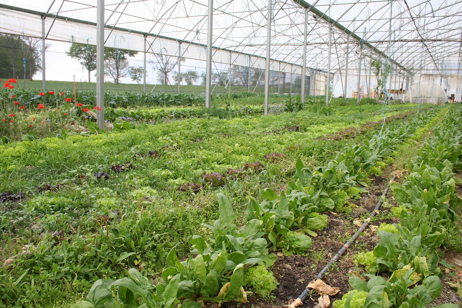 serre de production de légumes