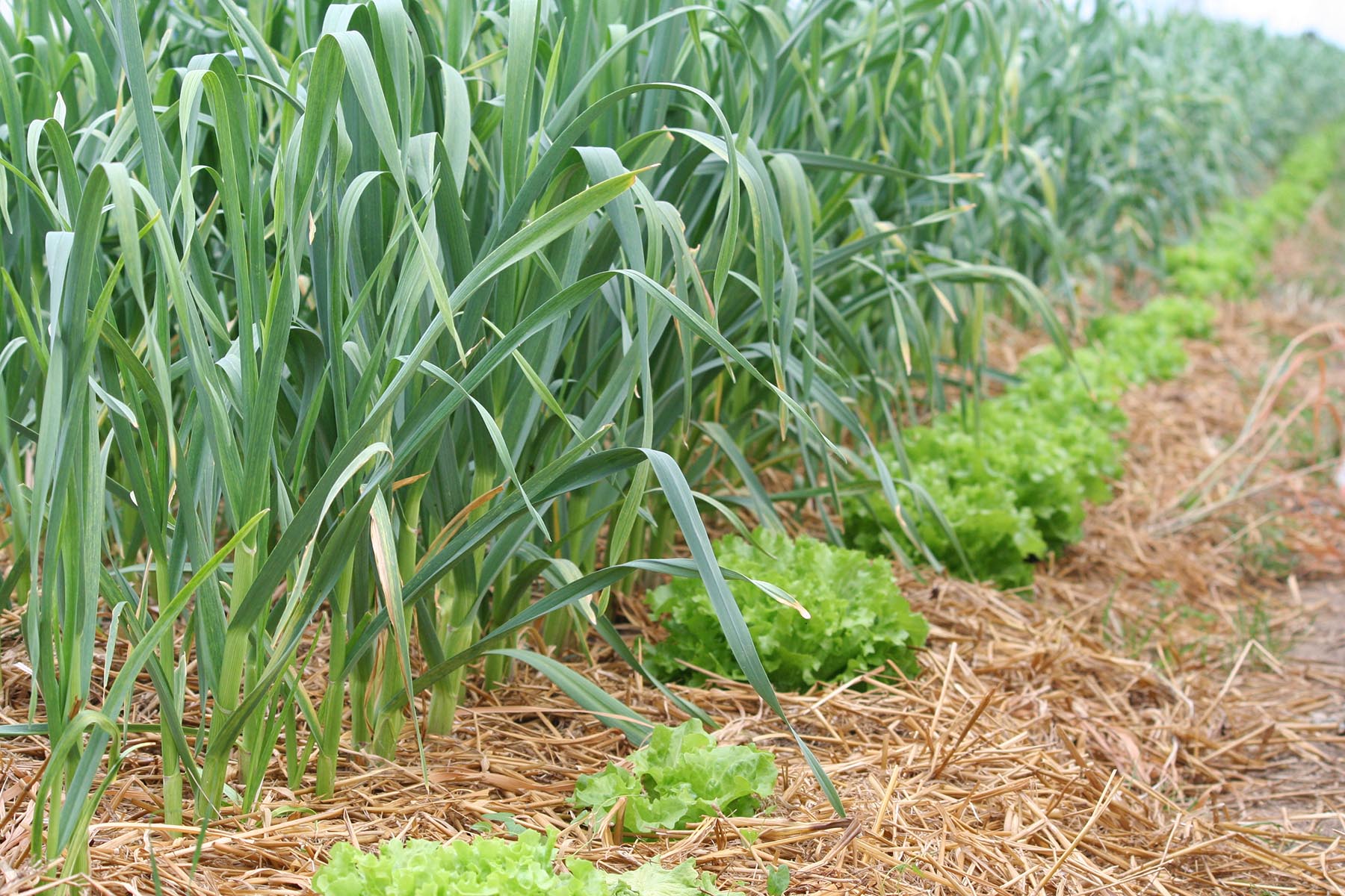 légumes pleine terre